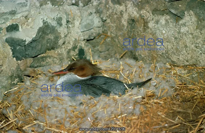  : Goosander Duck - female at nest