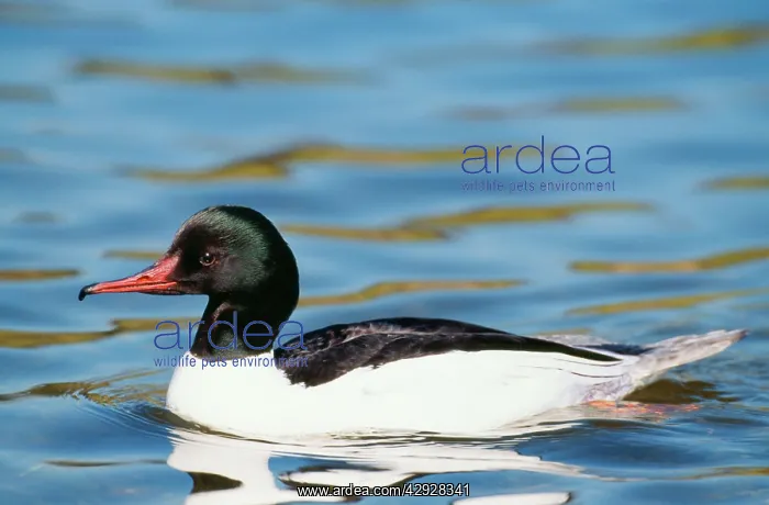 : GOOSANDER DUCK - male on water : GOOSANDER DUCK - male on water