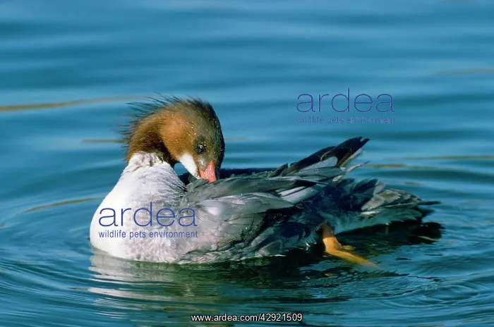 : Goosander Duck - preening : Goosander Duck - preening