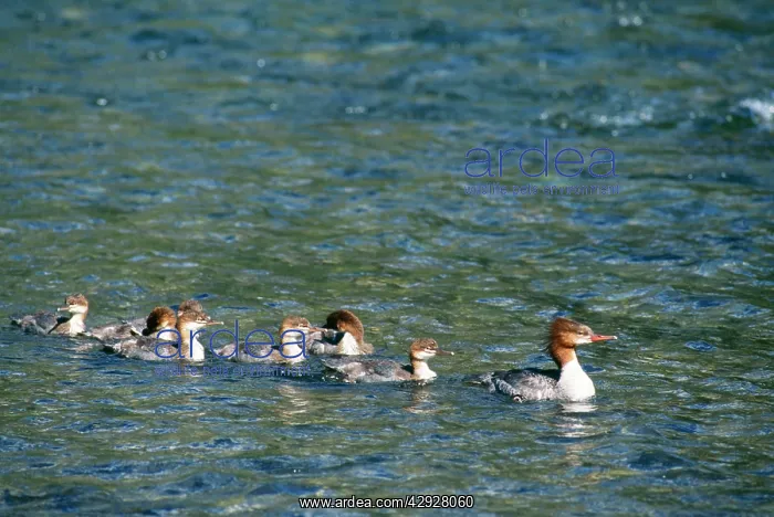 : GOOSANDER DUCK - with young : GOOSANDER DUCK - with young