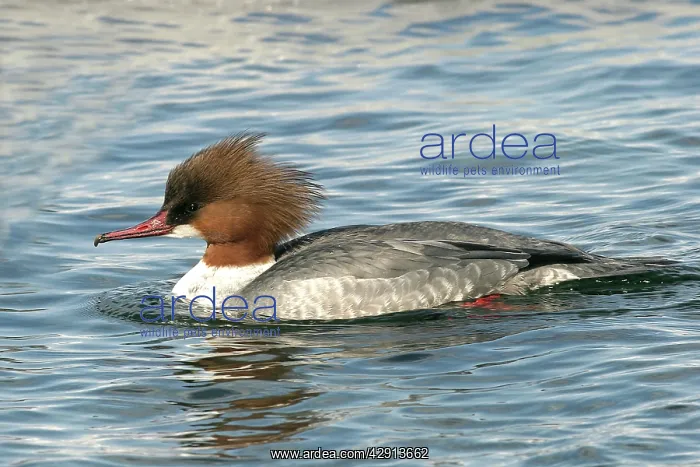 : Goosander - female : Goosander - female