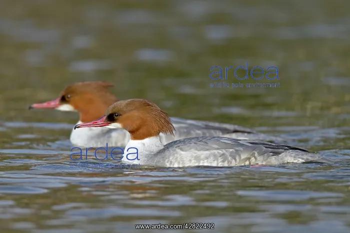 : Goosander - female - winter : Goosander - female - winter