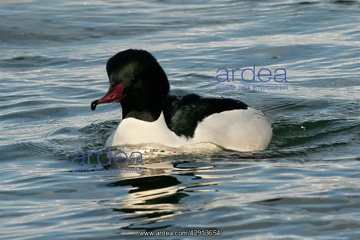 : Goosander - male : Goosander - male