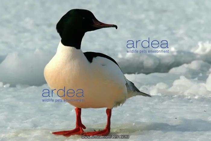 : Goosander - male : Goosander - male