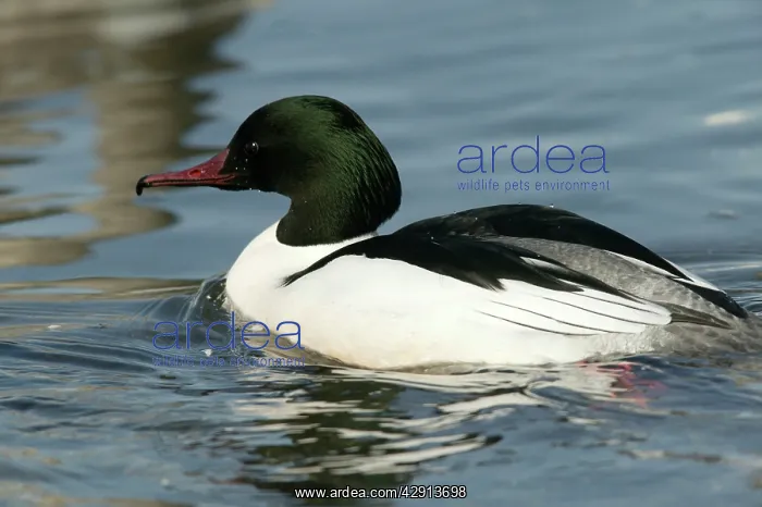 : Goosander - male : Goosander - male