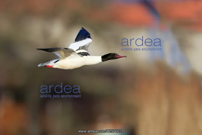 : Goosander - male in flight : Goosander - male in flight