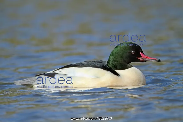 : Goosander - male - winter : Goosander - male - winter