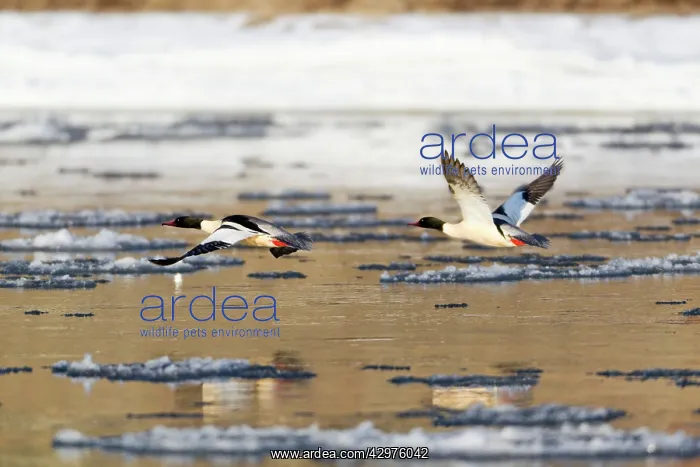 : Goosander - two males in flight over partially frozen river : Goosander - two males in flight over partially frozen river