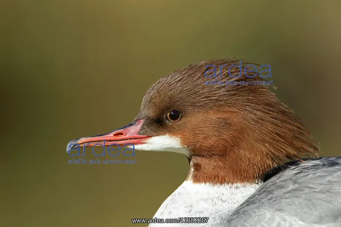 : Goosander (Mergus merganser) adult female bird head : Goosander (Mergus merganser) adult female bird head