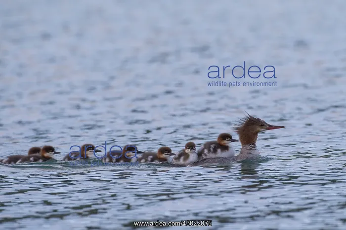 : Goosander mother with chicks on her back : Goosander mother with chicks on her back