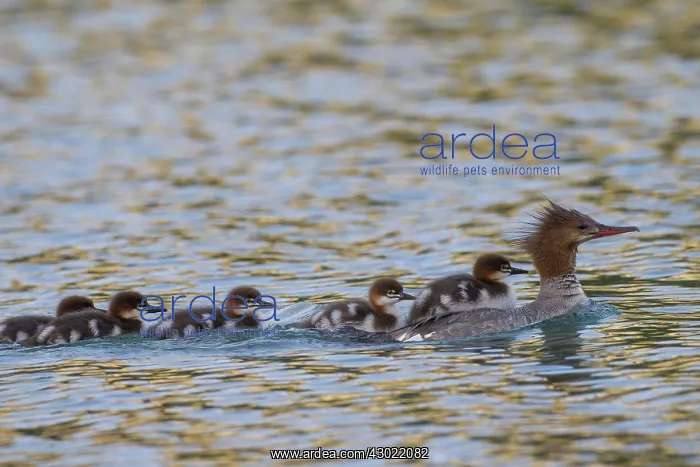 : Goosander mother with chicks on her back : Goosander mother with chicks on her back
