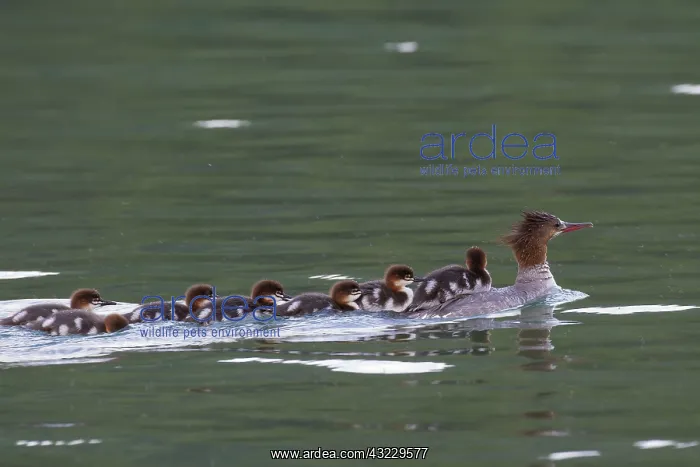 : Goosander mother with chicks on her back : Goosander mother with chicks on her back