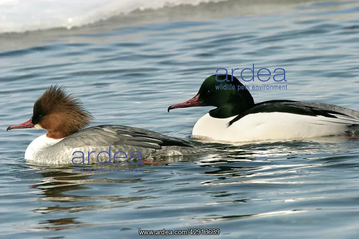 : Goosander - pair : Goosander - pair