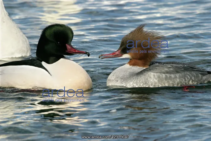: Goosander - pair : Goosander - pair