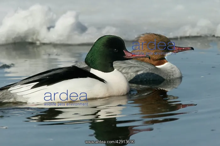 : Goosander - pair : Goosander - pair