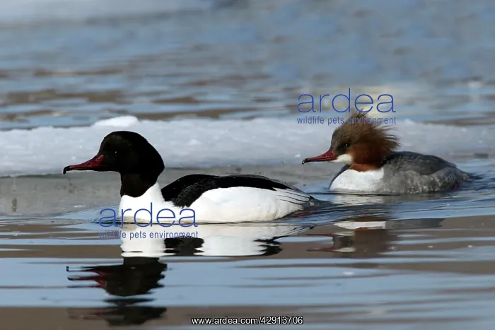 : Goosander - pair : Goosander - pair