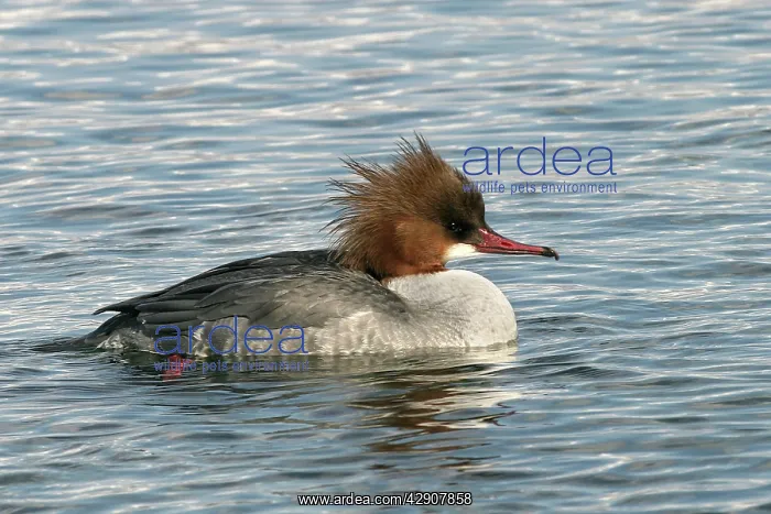 : Goosander - in water, female : Goosander - in water, female