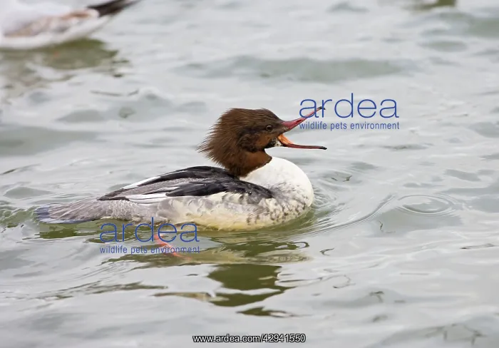 : Goosander - winter - beak open showing fish catching teeth : Goosander - winter - beak open showing fish catching teeth