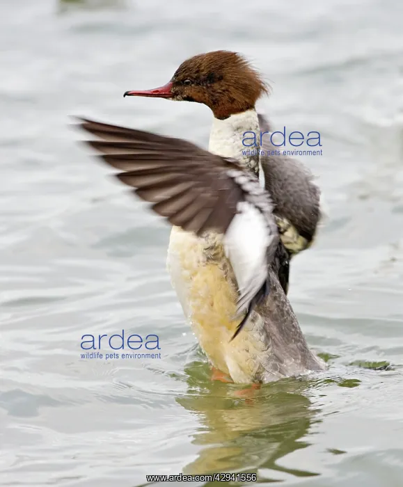 : Goosander - winter - flapping wings : Goosander - winter - flapping wings