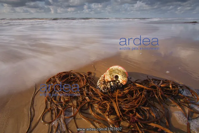  : Goose Barnacle