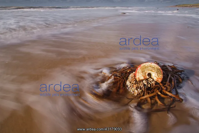  : Goose Barnacle