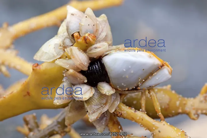 : Goose Barnacle - and Buoy Barnacles (smaller) (Dosima : Goose Barnacle - and Buoy Barnacles (smaller) (Dosima