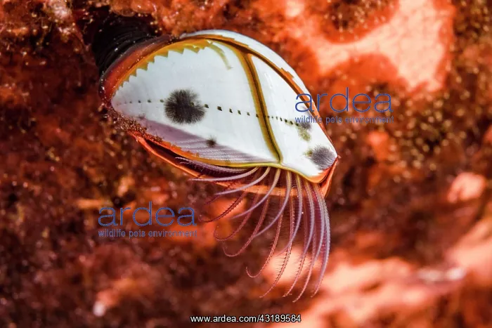 : Goose barnacle (Lepas hillii), Tahiti French Polynesia : Goose barnacle (Lepas hillii), Tahiti French Polynesia
