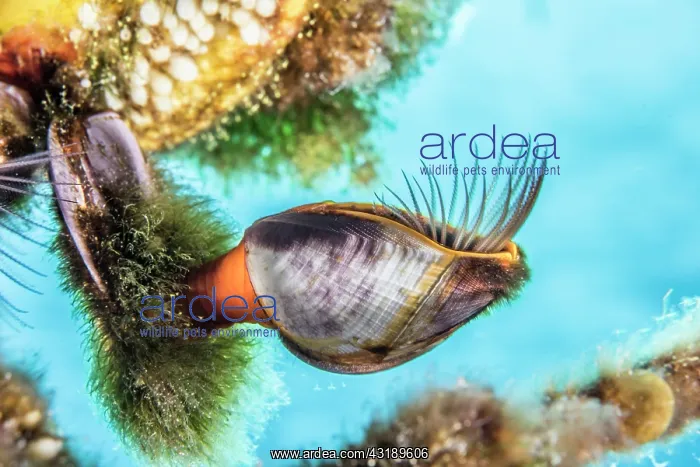 : Goose barnacle (Lepas hillii), Tahiti French Polynesia : Goose barnacle (Lepas hillii), Tahiti French Polynesia