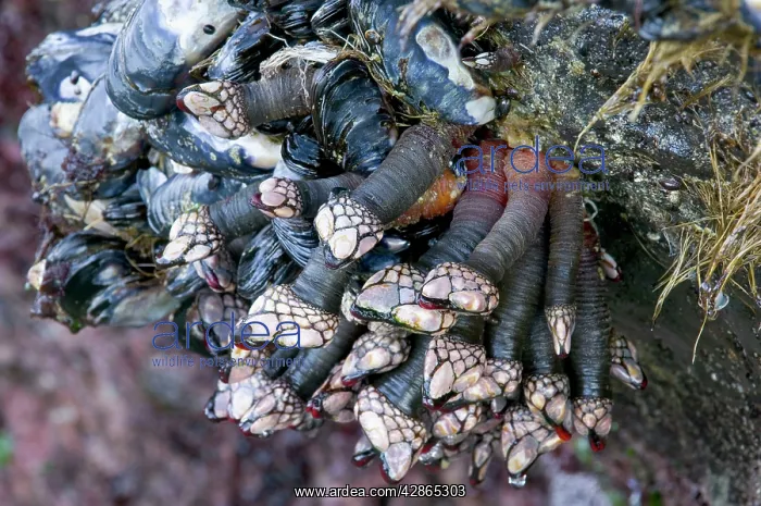 : Goose Barnacles : Goose Barnacles