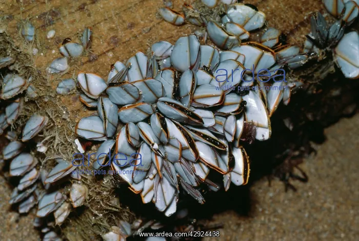 : GOOSE BARNACLES : GOOSE BARNACLES