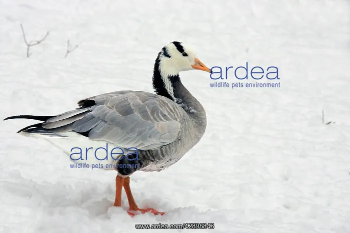  : Goose - captive
