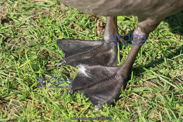 : Goose Feet : Goose Feet