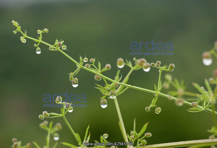 : Goose-grass / Cleavers : Goose-grass / Cleavers