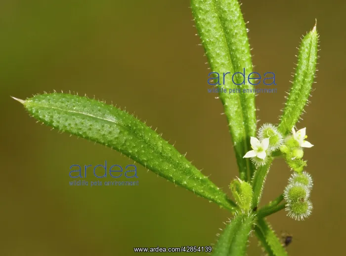: Goose grass or cleavers, with flowers and developing : Goose grass or cleavers, with flowers and developing