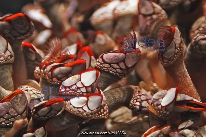 : Goose neck barnacle : Goose neck barnacle