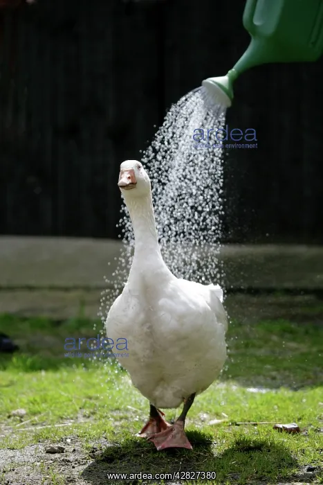  : Goose - being showered by watering can