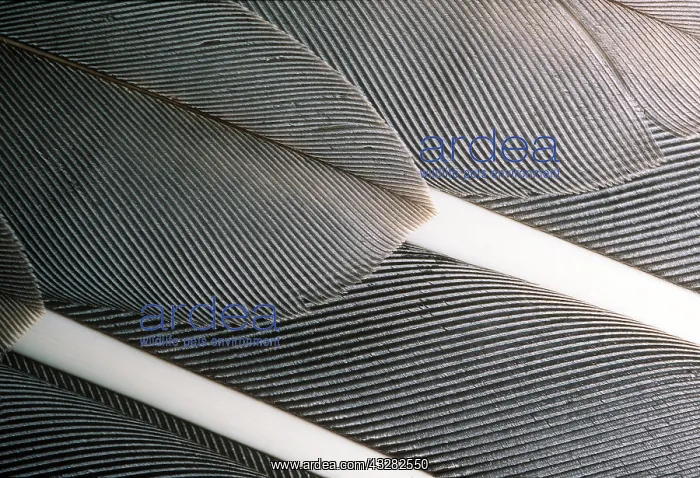 : Goose Wing Feathers - Wild White Fronted Goose : Goose Wing Feathers - Wild White Fronted Goose