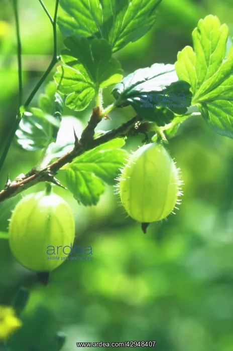 : Gooseberry : Gooseberry
