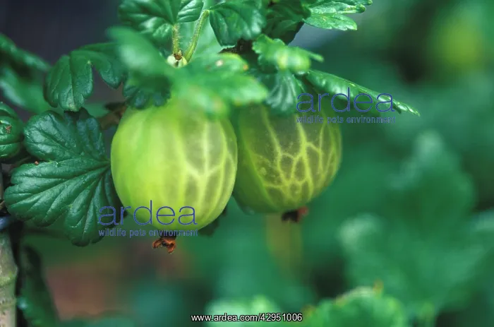 : Gooseberry : Gooseberry