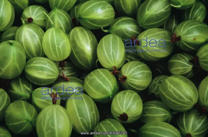  : Gooseberry