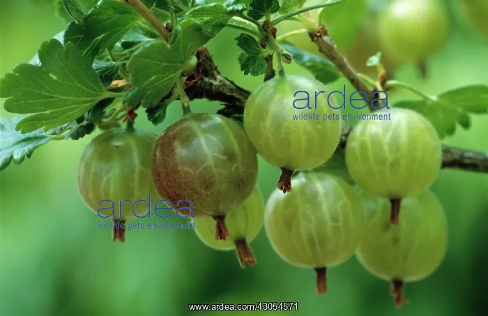 : Gooseberry : Gooseberry