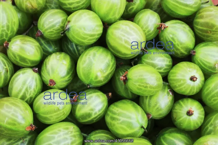 : Gooseberry : Gooseberry
