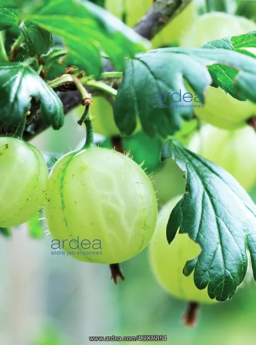 : Gooseberry : Gooseberry