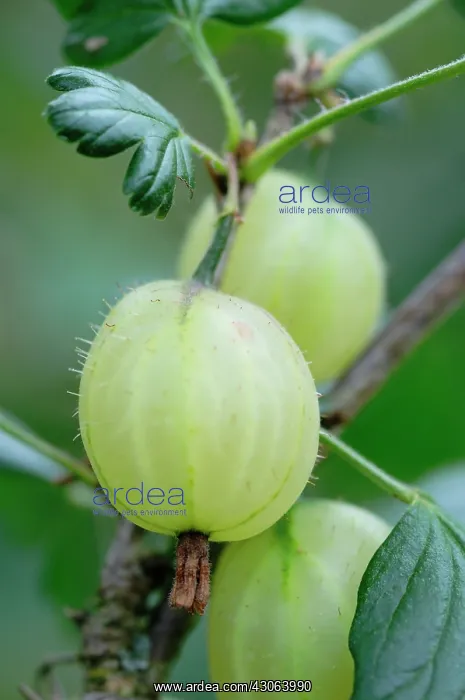 : Gooseberry : Gooseberry
