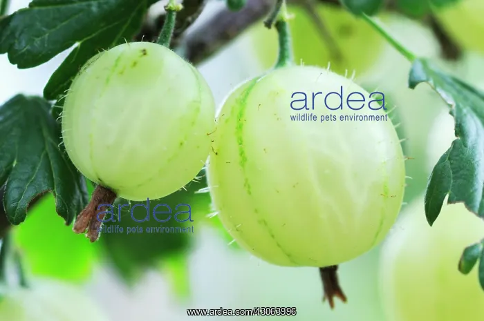  : Gooseberry