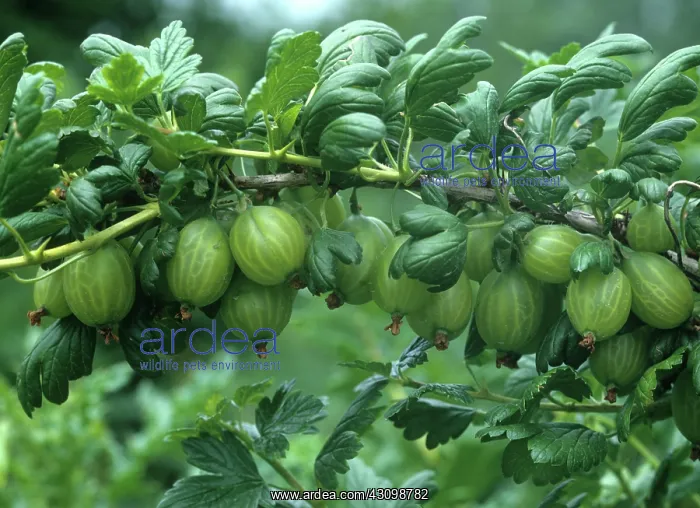  : Gooseberry