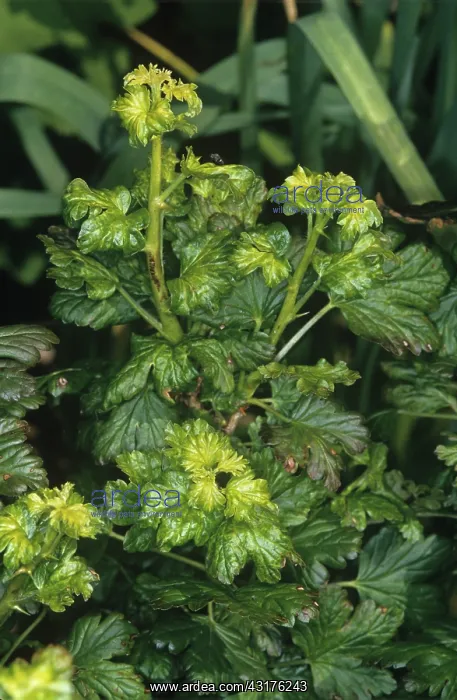 : Gooseberry aphid : Gooseberry aphid