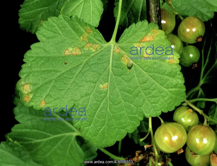 : Gooseberry cluster cup : Gooseberry cluster cup