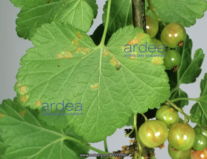 : Gooseberry cluster-cup rust : Gooseberry cluster-cup rust