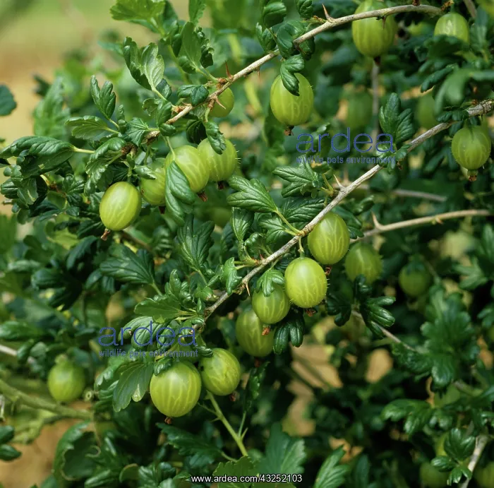 : Gooseberry (Ribes uva-crispa) : Gooseberry (Ribes uva-crispa)